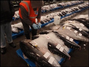 tuna_at_fish_auction_sm