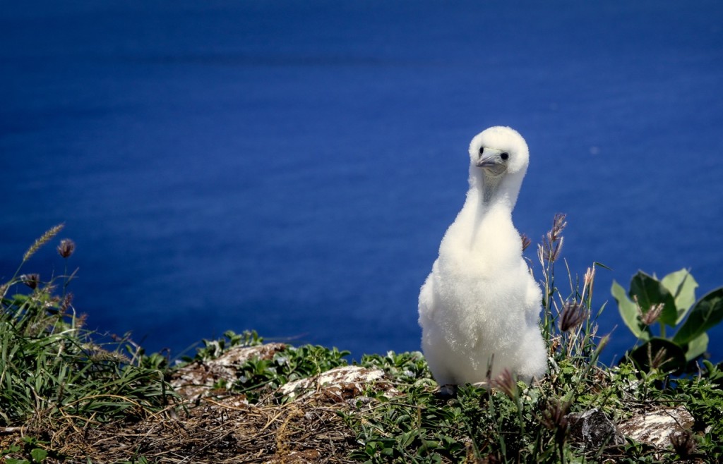Red-footed booby chick on Lehua island. Credit: Island Conservation