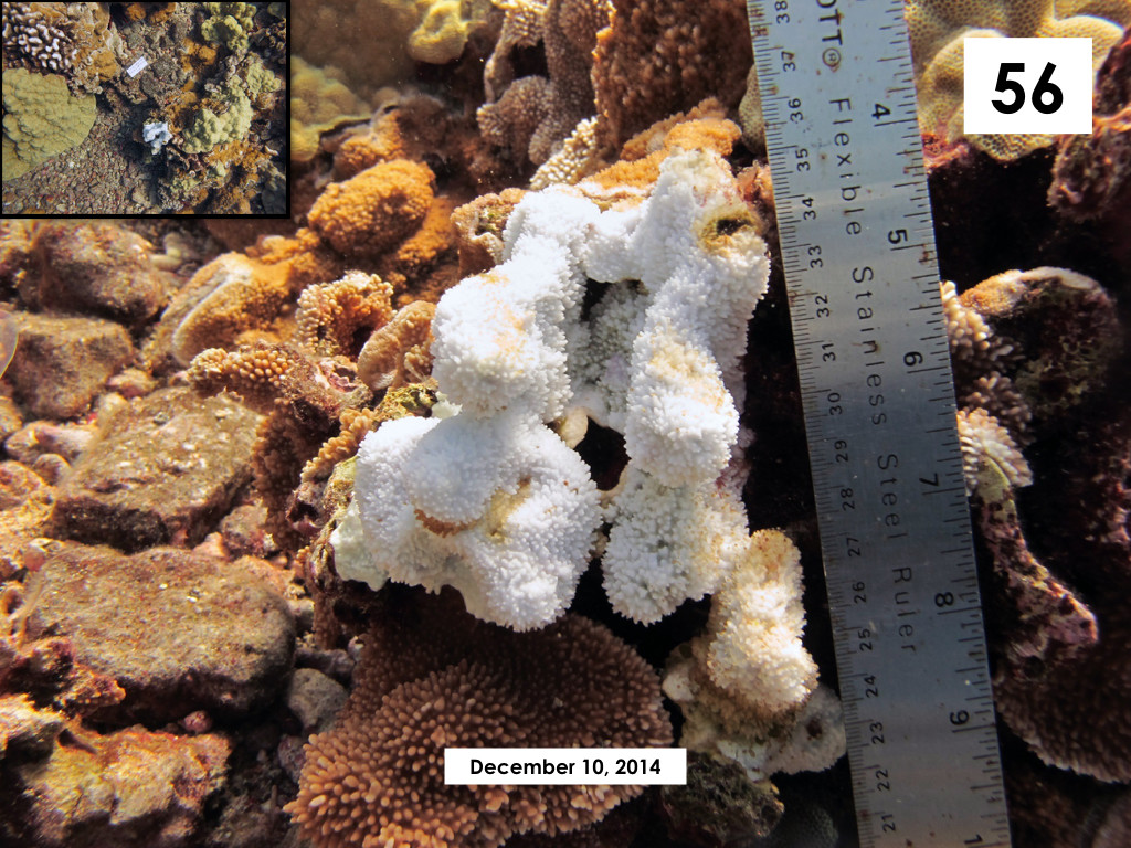 Coral Bleaching Update Maui-Molokini.001