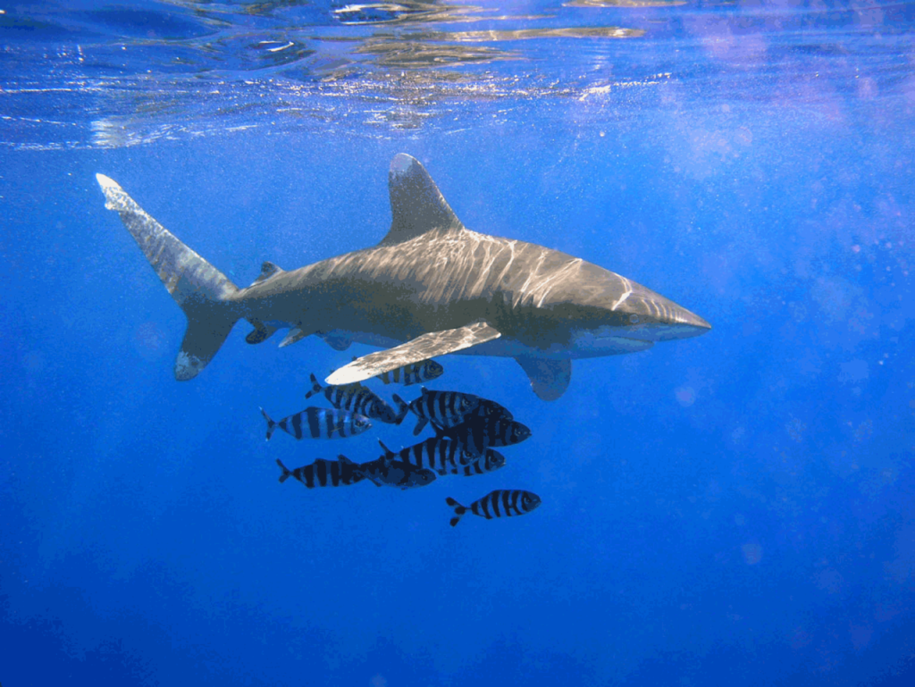 Oceanic whitetip shark.