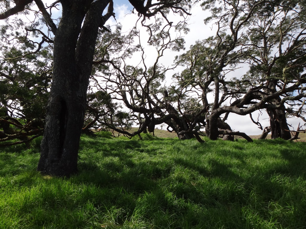 A stand of old-growth koa at Kukaiau Ranch.