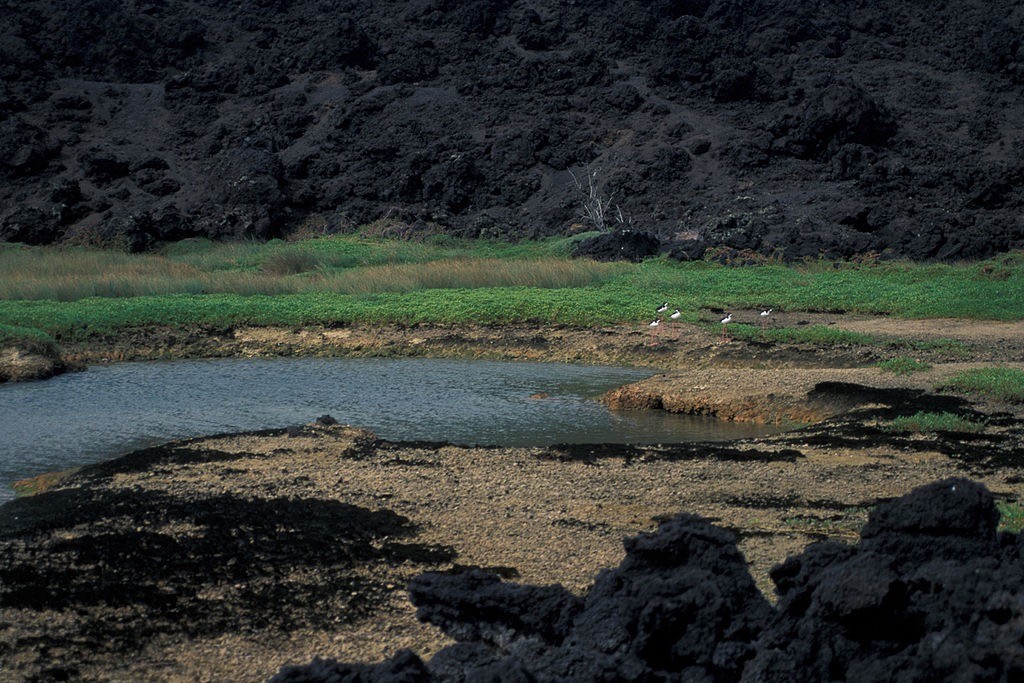 Endangered Hawaiian stilts at one of the anchialine pools in the `Ahihi- Kina`u Natural Area Reserve. Credit: Forest and Kim Starr