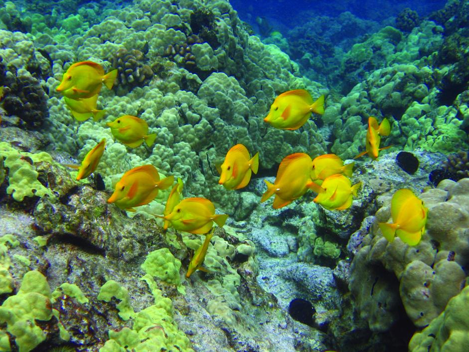 Supreme Court Decision Calls for Suspension of Aquarium Fish Collection
